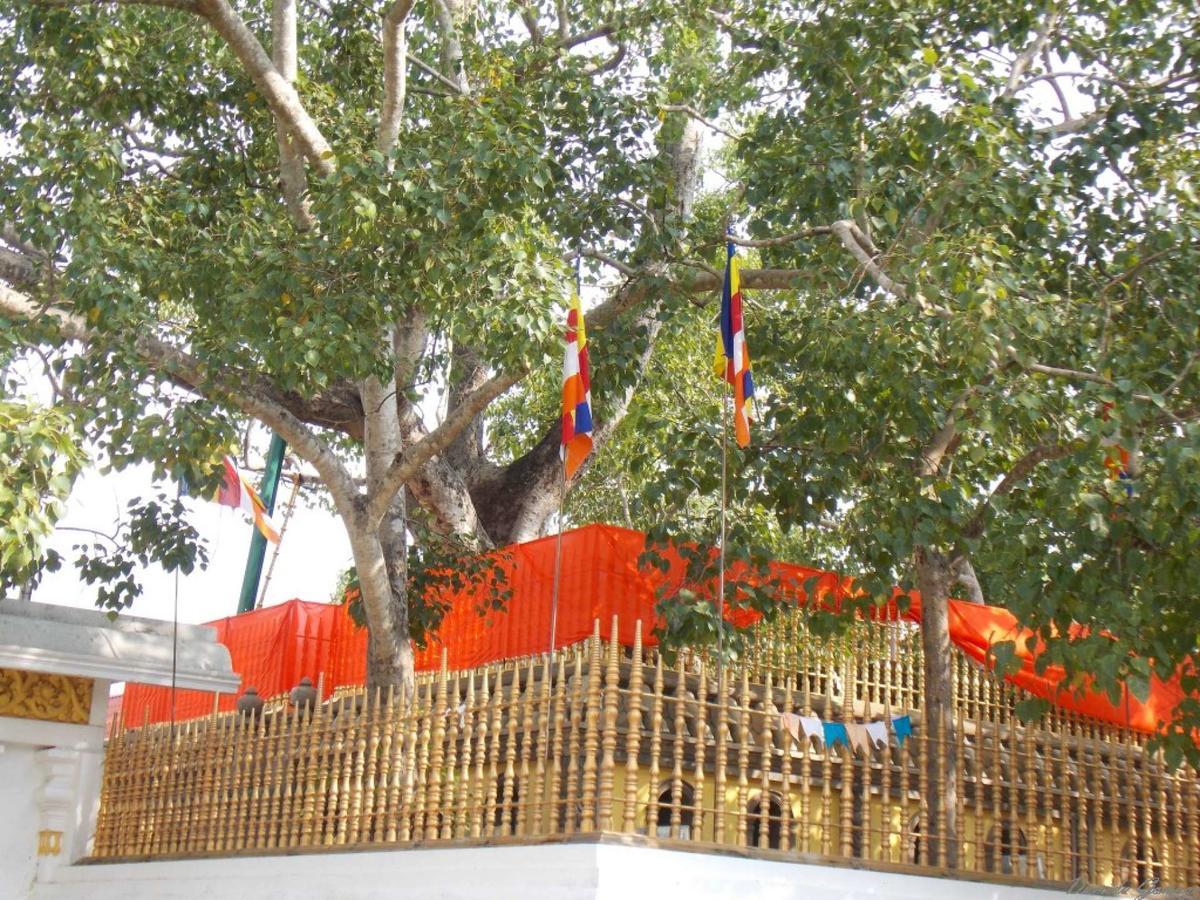 Kubura Resort Anuradhapura Eksteriør billede